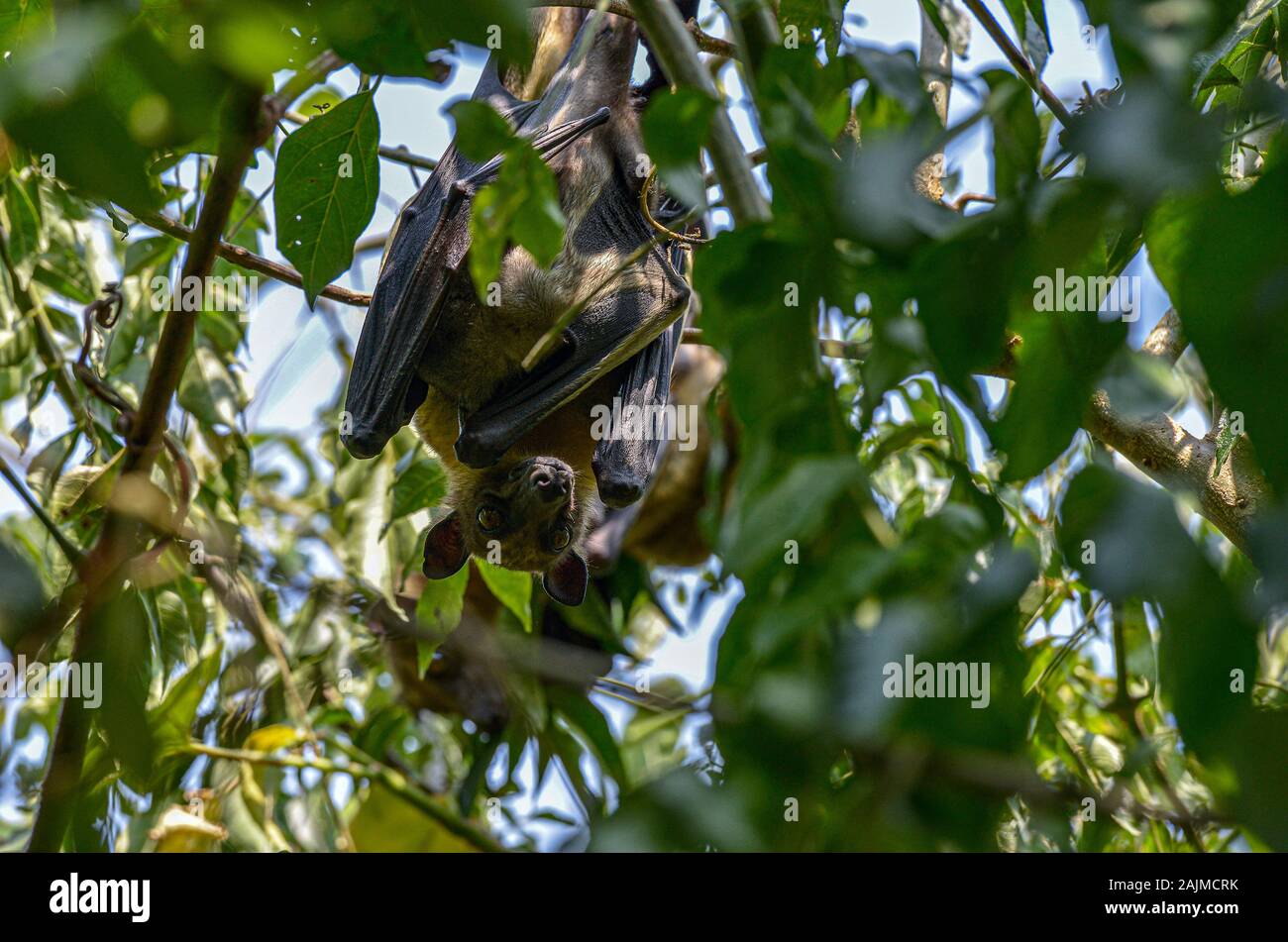 Fruit Bats resting in a tree during the day in lake Kivu, Rwanda Stock ...