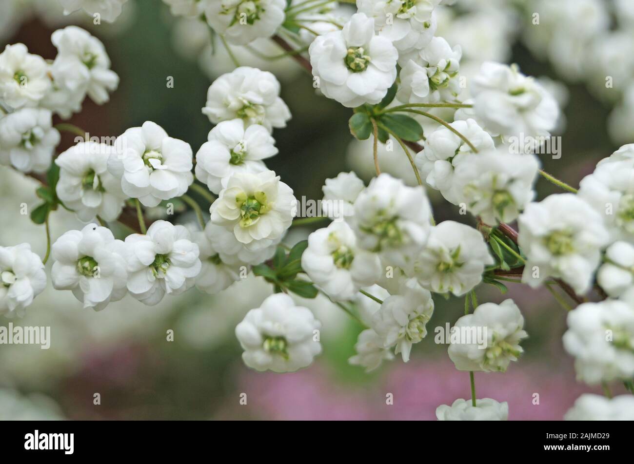 Branch small white flowers hi-res stock photography and images - Alamy