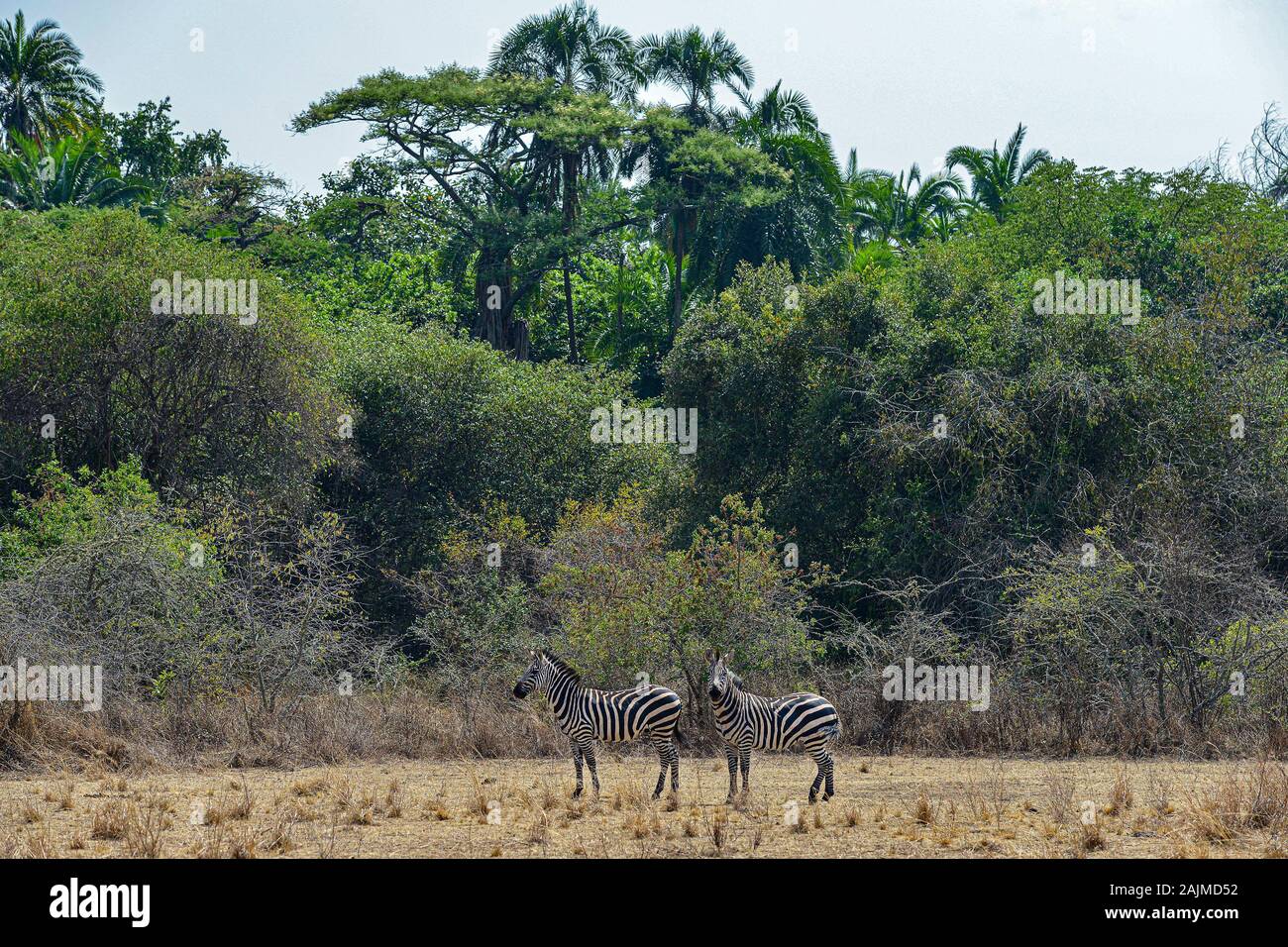 Zebras in Akagera National Park in Rwanda. Akagera National Park covers ...