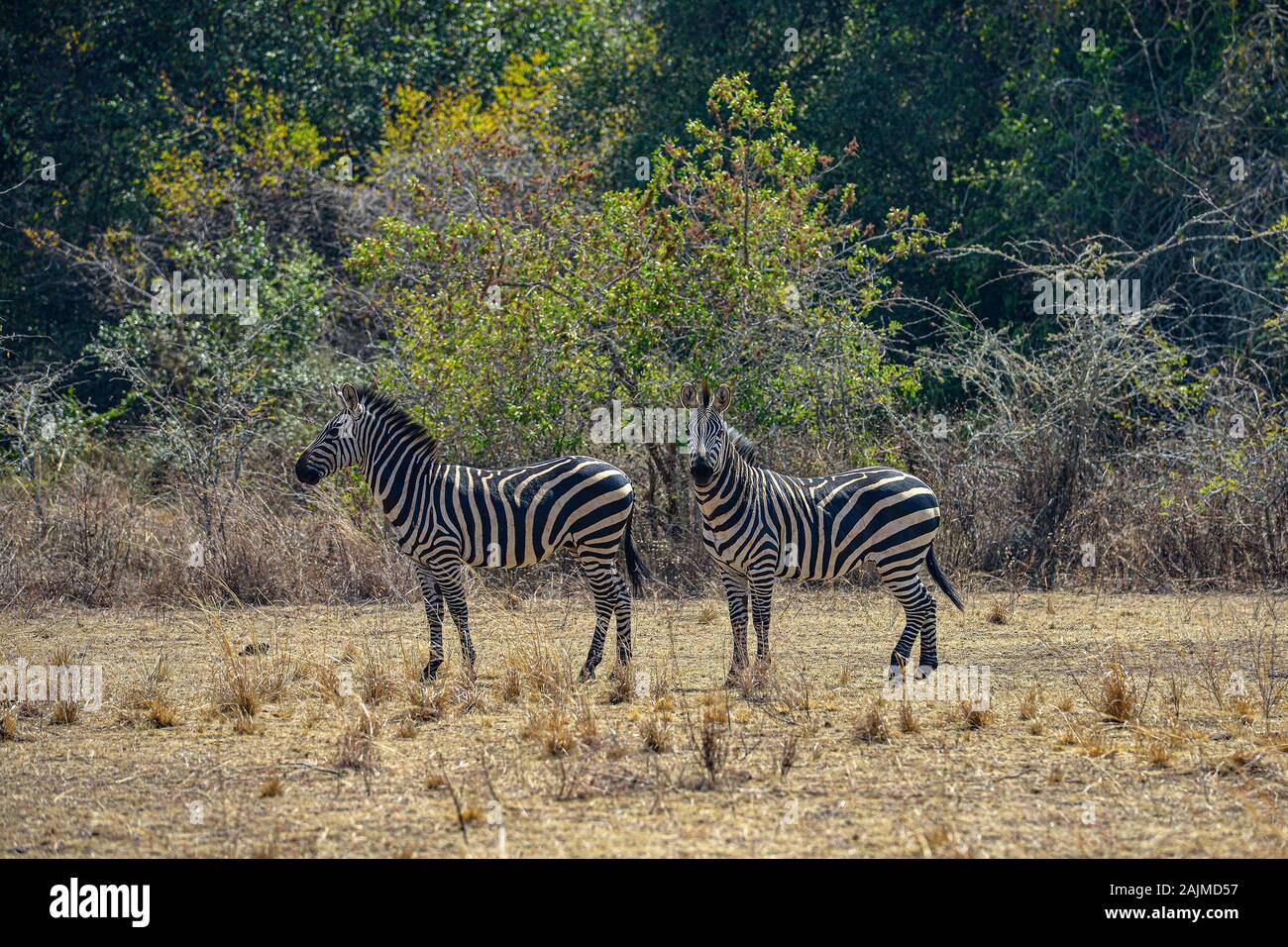 Zebras in Akagera National Park in Rwanda. Akagera National Park covers ...