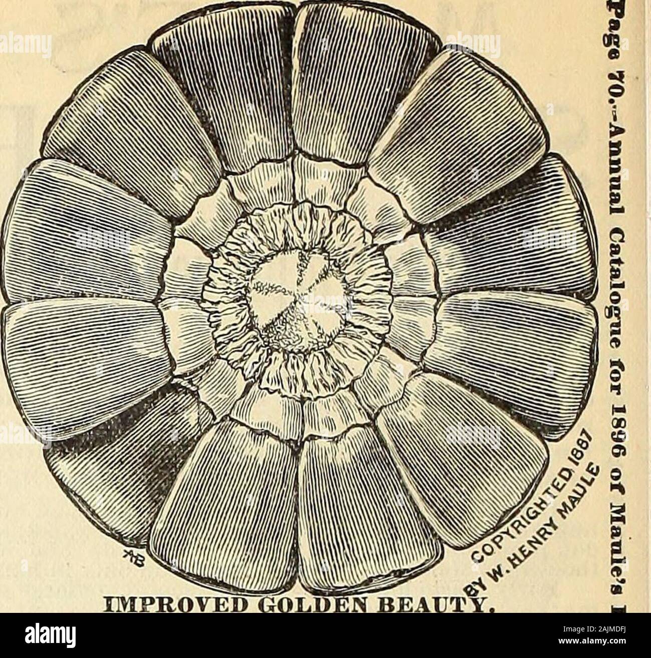 Maule's seed catalogue : 1896 . completelyto the extreme end of the cob. THECOBS ARE UWUSUALiLY SMALL;when broken in half the grains vrillalways reach across. The illustrationis an exact representation of half an ear.The richness of color and fine quaUty ofgrain make it very superior tor grindinginto meal. The grains are not of a hard,flinty type, neither are they so soft as to begreatly shriveled, as is the Golden Dent.The ears are easily shelled, although thekernels are firm on the ear, and in everyrespect presents as perfect a type ascould be desired. The stalk takes astrong hold in the gfo Stock Photo