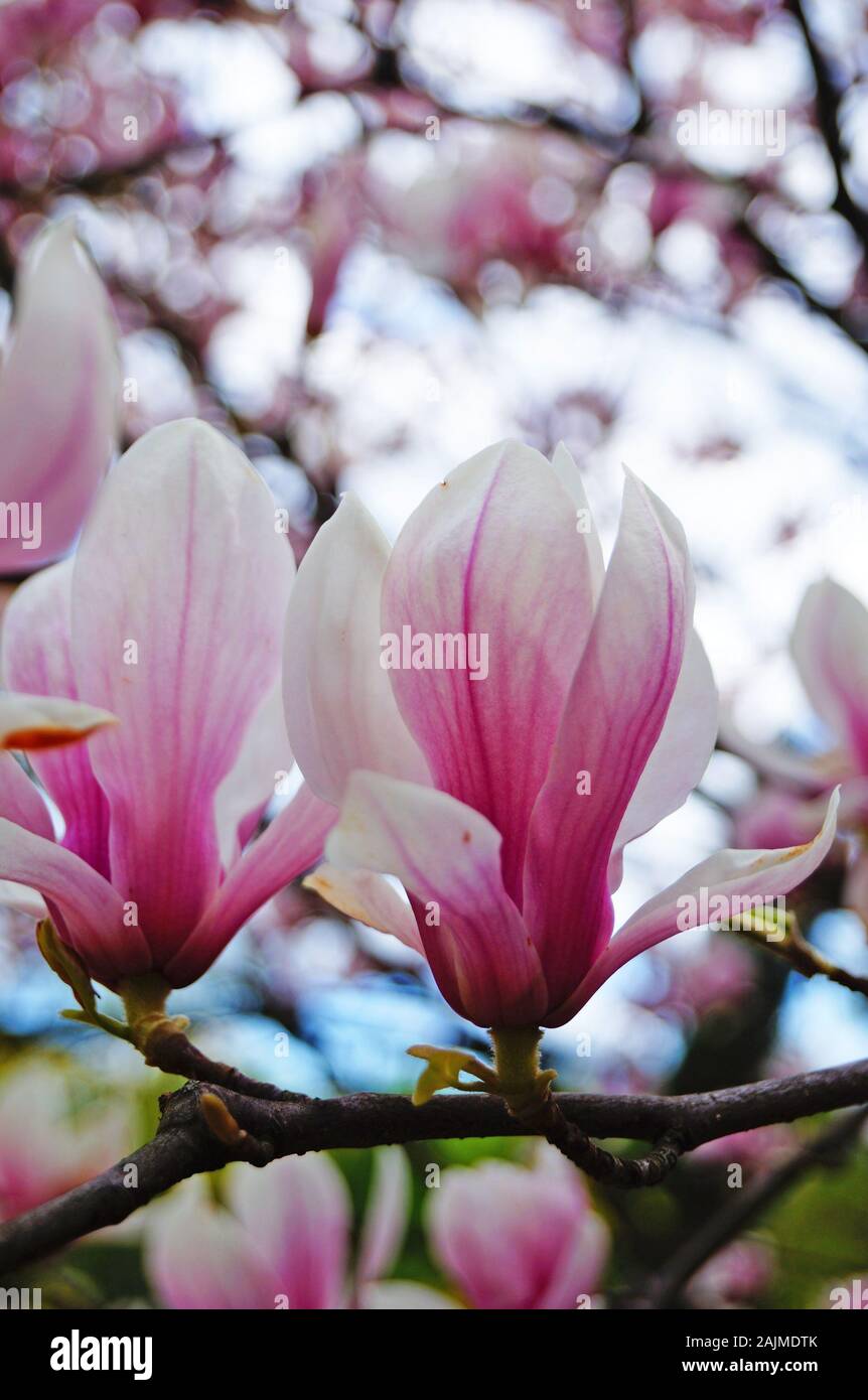 Magnolia branch with beautiful flowers with pink petals and green ...