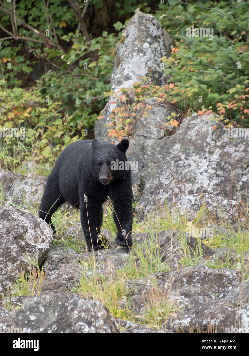 Bear Bear with Chum Salmon, Juneau, Alaska. Stock Photo