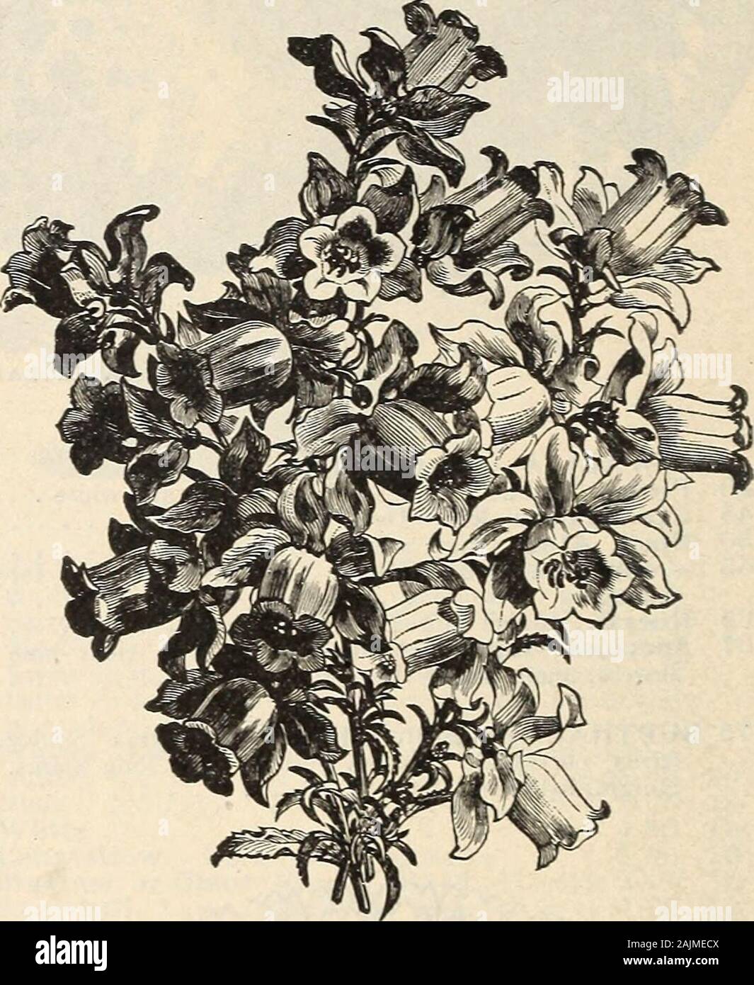 Farquhar's catalogue of seeds 1900 : plants, bulbs tools fertilizers, sundries . t; two feet in height; eachbranch tipped with numerous large, light blue flowers. .Nobilis. Hardy biennial; blue. Three feet — Alba. White ? Persicifolia. Splendid perennial; blue. Two feet . .05 — Alba. White 05 — Flore Pleno. Double blue 10 Alba. Double white . &lt; 10 — Grandiflora Alba. Very large, pure white flowers .20 Ccerulea. Large flowers, beautiful shade of blue .20 Pyramidalis. (The Chimney Campanula.)Stately, hardy perennial; very handsome as borderplants or grown in pots for conservatory decoration.H Stock Photo