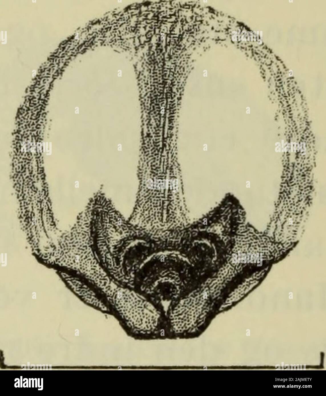 Danmarks fauna; illustrerede haandbøger over den danske dyreverden.. . 7/77/77. Fig. 181: Phrurolithus festivus ?Bagkroppens dorsale tegning.. QSmm. Fig. 182. Phrurolithus festivus?: Epigynet. smelter sammen undtagen de bageste midterøjnes. I bagesterække er afstanden mellem øjnene lige stor og lig midterøjne-nes diameter. I forreste række er afstanden mellem midter-øjnene 2x deres diameter og afstanden mellem midter- ogsideøjne som midterøjnenes radius. Clypeus er mørkebrun og lidt højere end forreste sideøjneslængste tværmål. Mandiblerne er gulbrune med mørke, lod-rette linier og er frontalt Stock Photo