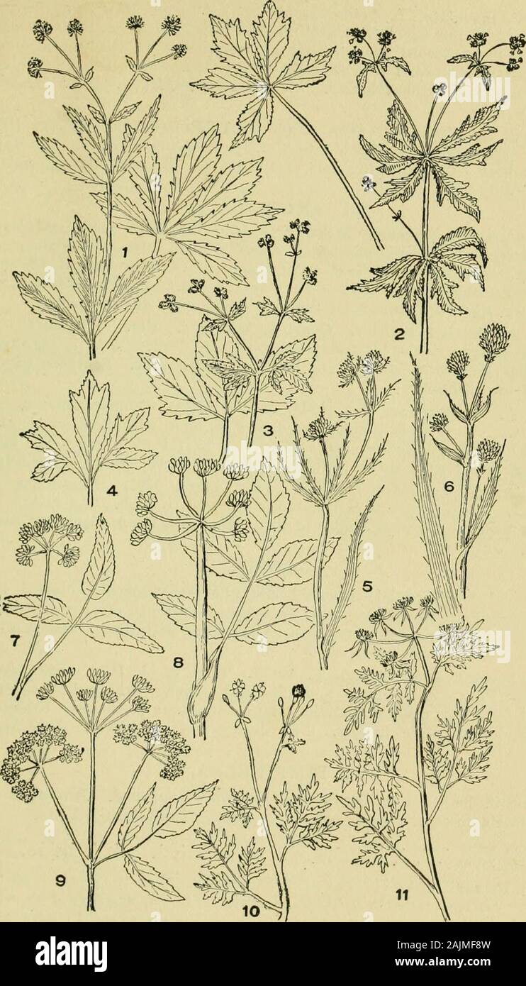An illustrated guide to the flowering plants of the middle Atlantic and New England states (excepting the grasses and sedges) the descriptive text written in familiar language . BSP. (Fig. 3, pi. 111.) Hemlock Parsley.Stem round, 2 to 5 ft. high, striped. The lower leaves on long leaf-stalks,the upper with short stalks or none. Flower umbels !) to 16 rayed, theumbollets with a few narrow bracts. Wings of the seed nearly as broadas the seed itself. Cold swamps, southern New York and nortiiward-Aug.-Oct. 14. AETHUSA, L. Poisonous herbs, with much the a])pcaraiice of the Carrot in respectto stem Stock Photo