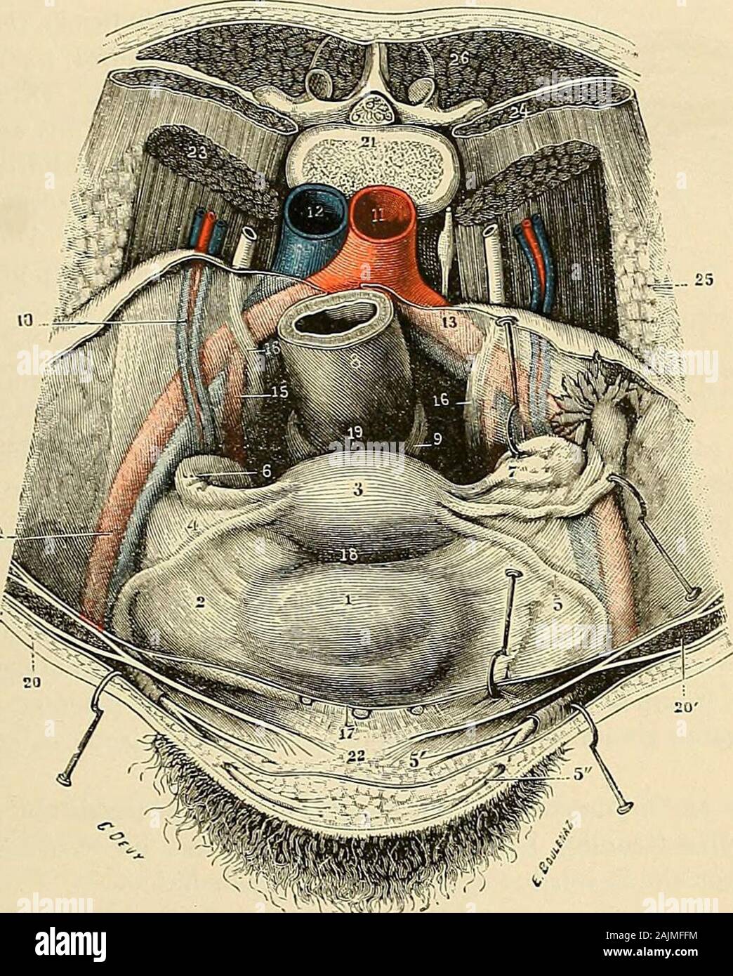 Traité d'anatomie humaine : anatomie descriptive, histologie, développement . t et qui sont sans conséquence pour le fonctionnement de lorgane. Maislovaire nous présente parfois de véritables déplacements. Chacun sait quil accom-pagne lutérus gravide et quil sélève avec lui dans la cavité abdominale, oîi iloccupe successivement lhypogastre et la région lombaire. Après laccouchement,il redescend assez rapidement dans la fosse iliaque et, de là, dans lexcavationScHULTZE, chez douze accouchées, a constaté que lovaire avait déjà repris sa place OVAIUE 549 au vingtième jour qui suit la parturition. Stock Photo