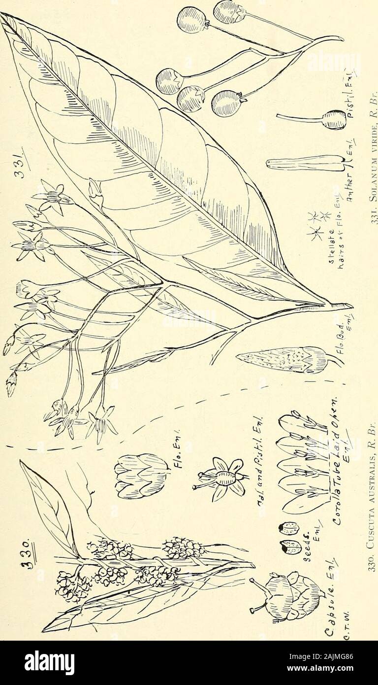 Comprehensive catalogue of Queensland plants, both indigenous and naturalised To which are added, where known, the aboriginal and other vernacular names; with numerous illustrations, and copious notes on the properties, features, &c., of the plants . Unarmed species, with stellate hairs. viride, R. Br.— Boolally of Barron River natives. (Fig. 33I-) tetrandrum, R. Br. var. ? floribundum, Benth.verbascifolium, Ait.—Flowers whitish. Fruit not used in Queensland, but said to be used in curries in India.*auriculatum, Ait.—Flowers purplish. America. 3. Prickles often numerous, not on the calyxes. Pu Stock Photo