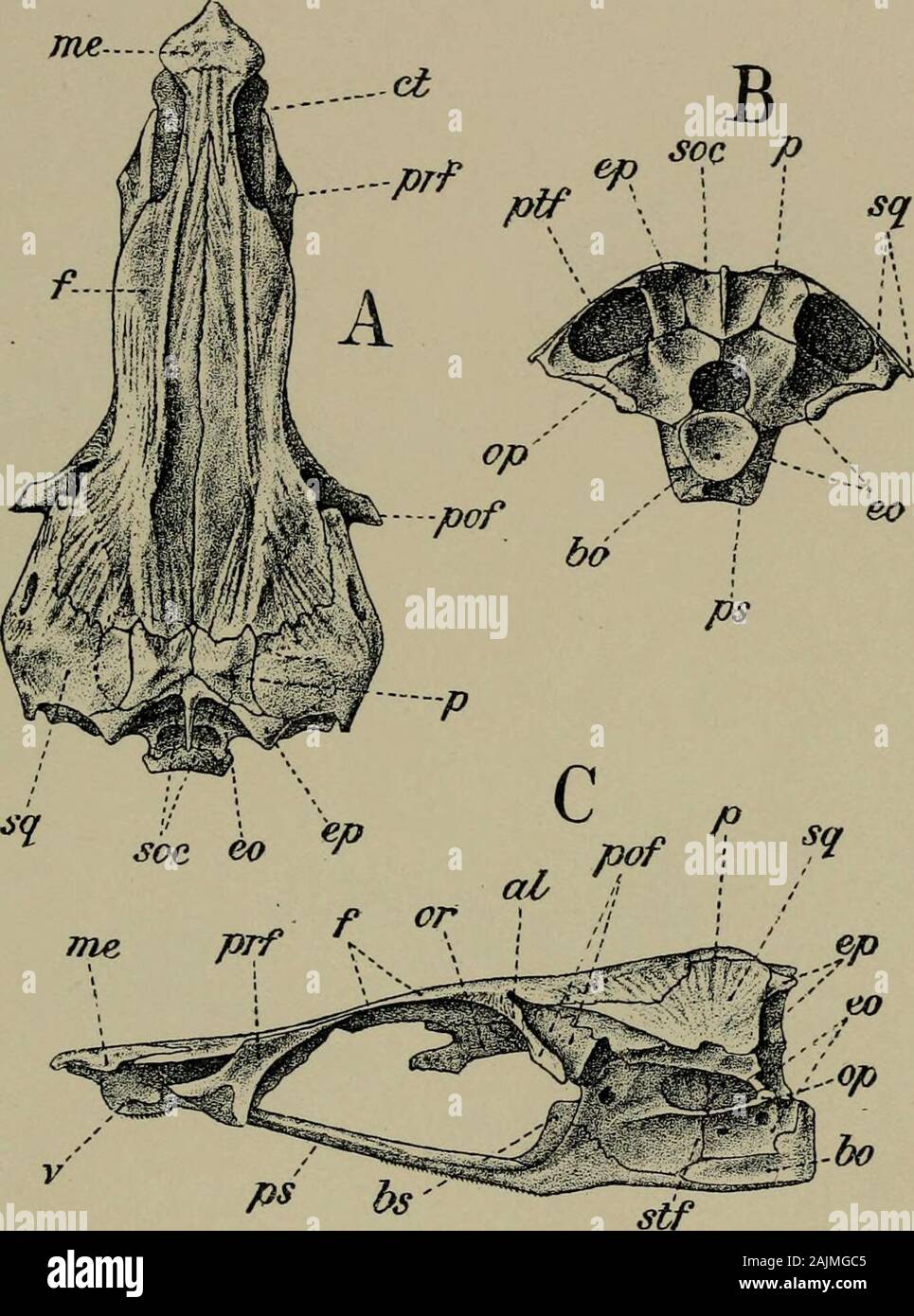Smithsonian miscellaneous collections . Albula conorhynchus ...