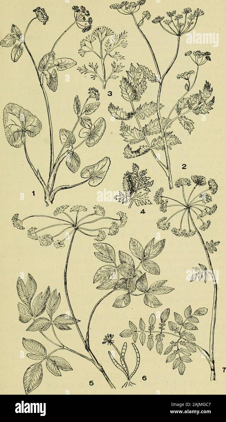 An illustrated guide to the flowering plants of the middle Atlantic and New England states (excepting the grasses and sedges) the descriptive text written in familiar language . owers white. Fruit rounded, involucre bracts not divided or at mostonly toothed or tcrnately cleft 6. LIGUSTICUM, L. Plant smooth, with compound leaves. Umbels subtended by narrowbracts or none. Leaves of our species of 3 divisions each terminated by3 wedge-shaped, deeply notched leaflets, each leaflet from 1 to 4 in. long. L. scothicum, L. (Fig. 10, pi. 111.) Sea Parsley. Scotch Lovaoe.Plant growing at seaside, 1 to 2 Stock Photo