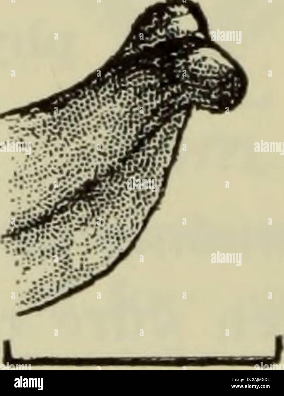 Danmarks fauna; illustrerede haandbøger over den danske dyreverden.. . 0J5mm. OJmm. Fig. 177. Zora nemoralis ^: Højre palpes og dens (stærkt forstørrede) tibialapophyses yderside. delvis opløst i pletter. Fraregnet spidsen er sternum så langsom bred. 1. og 2. metatarse har hver 3 par ventrale torne. 1. tibiahar 7 par, 2. tibia 6-8 par. Hofter, hofteringe og lår lyse-brune, de øvrige led mørkebrune, metatarserne mørkest. Alleleddene uden længdestriber og ringe. Bagkroppen næsten dobbelt så lang som bred. Tegningen,der består af prikker og streger, ligner næsten Z. spinimanas;men hjertestriben e Stock Photo