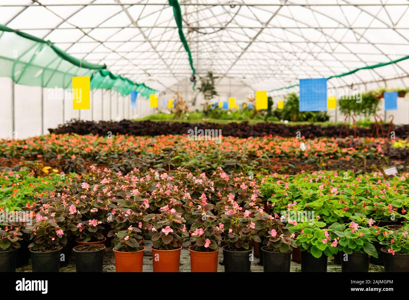 interior of a commercial greenhouse in which indoor flowers are grown Stock Photo