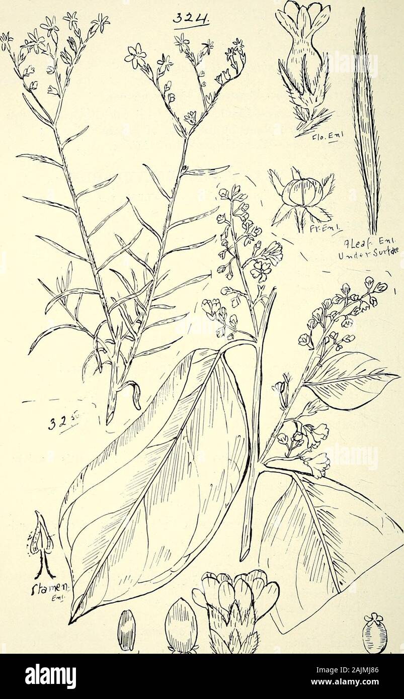 Comprehensive catalogue of Queensland plants, both indigenous and naturalised To which are added, where known, the aboriginal and other vernacular names; with numerous illustrations, and copious notes on the properties, features, &c., of the plants . rn Groundsel of Europe. Order LXXXV.—CONVOLVULACE^. Tribe I.—Convolvule/E.Erycibe, Roxb. paniculata, Roxb. var. coccinea, Bail. (Fig. 325.)^Argyreia, Lour. speciosa, Sweet.Lettsomia, Roxb.Soutteri, Bail. Ipomcea, Linn. Series I.-—Digitatoe.digitata, Linn. *Batatas, Lam.—Sweet Potato; contains prussic acid.var. leucorrhiza, Griscb.—Tubers white.var Stock Photo