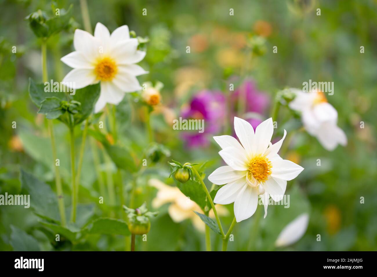 White anemone flowers in the field of flowers in the garden Stock Photo