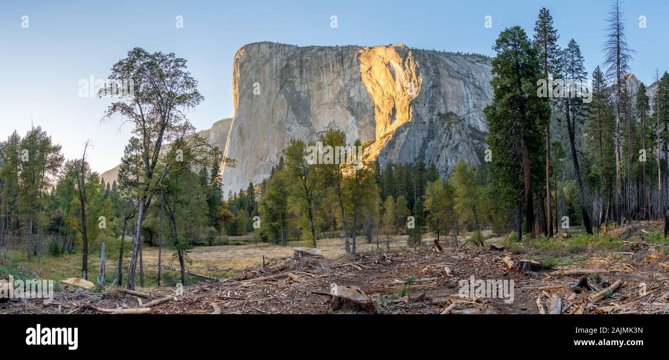 Panoramic View of the Dense Forest Areas in Yosemite Park With El Capitan In the Background Stock Photo