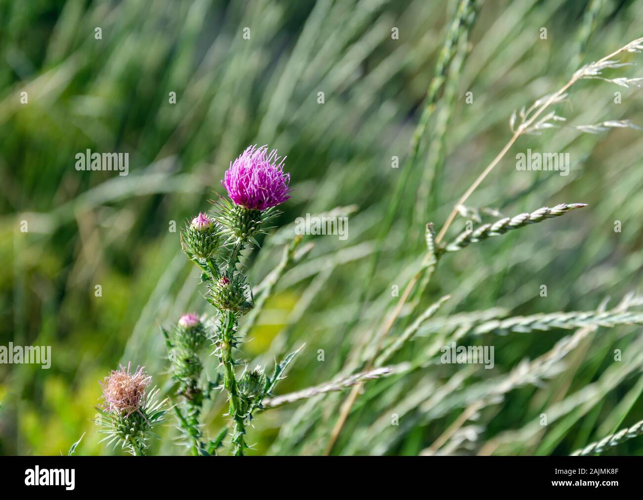 Purple Carduus flower on a background of green leaves, close-up, beautiful background Stock Photo