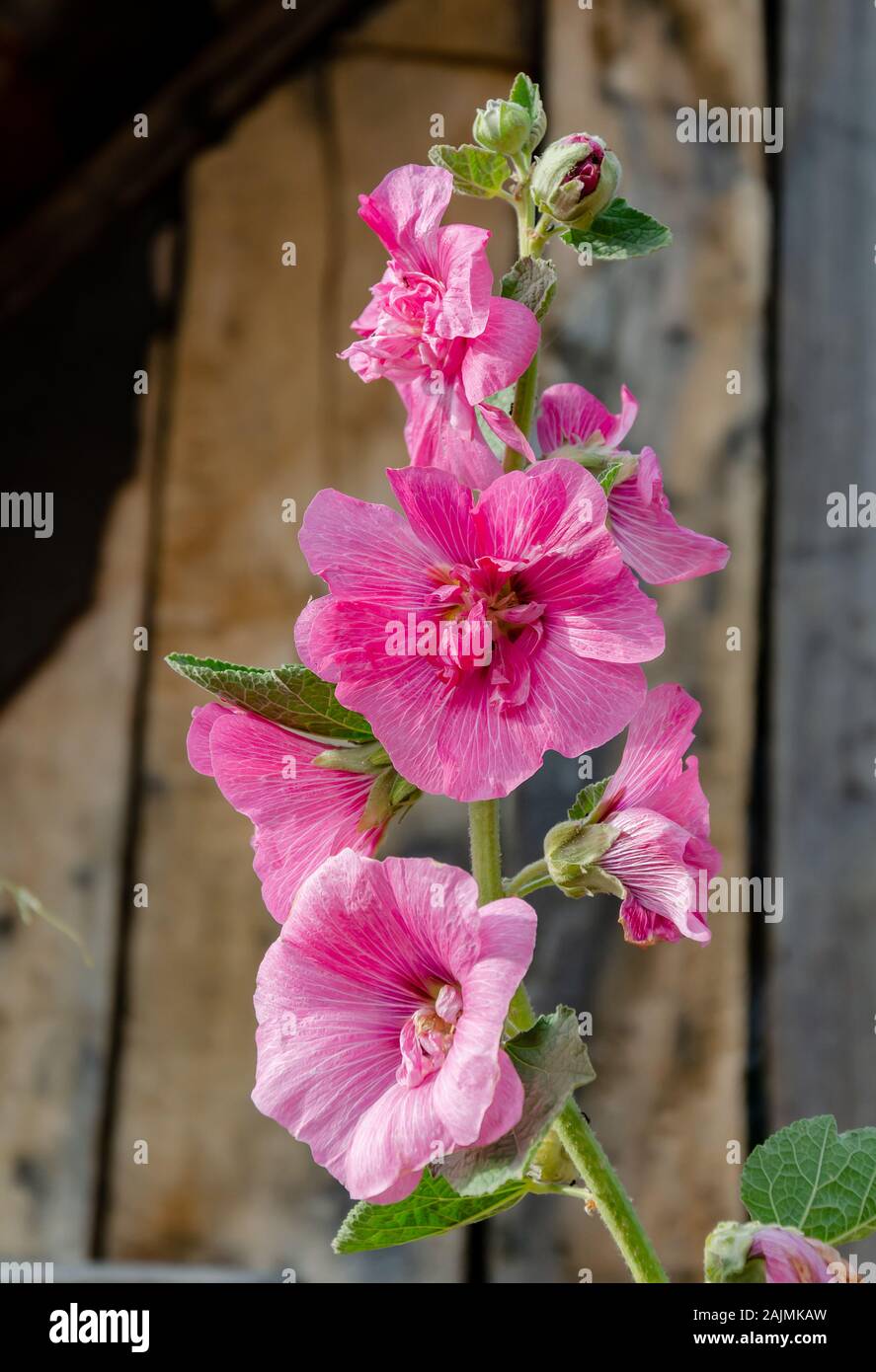 tender mallow flowers on a wooden background, summer day in the garden, close-up Stock Photo