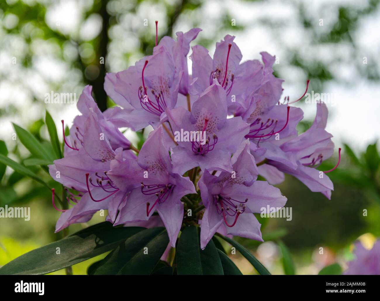 Rhododendron inflorescence on a bush with green leaves on a sunny day in the garden, close-up Stock Photo