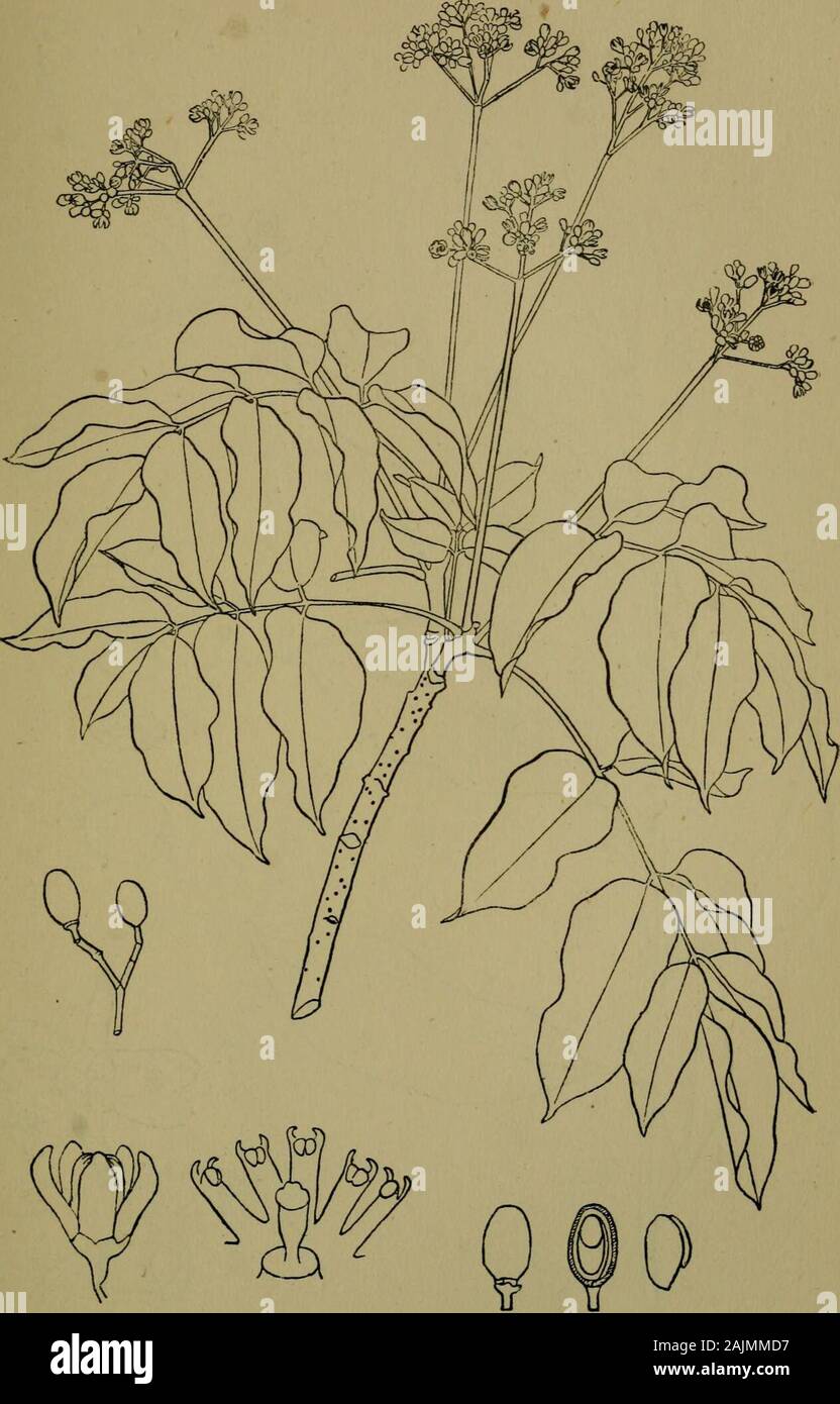 The flora of the Nilgiri and Pulney Hill-tops . D. R. Fvson del. aCRONYCHIA LAURIFOLIA BL  Nat. MELIACE/E 305. D. R, Fyson del HEYNEA TRIJUGA Roxh,  Nat. 304 ICACINACEiE Stock Photo