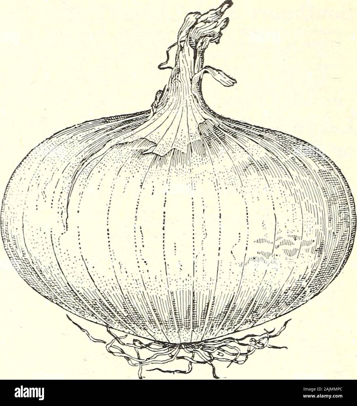 Seed annual 1908 . Mammoth Yellow Spanish, or Prizetaker White Portugal IMPORTED ONIONS The flavor of the Italian varieties is mild and they are inevery way well adapted to culinary purposes. The follow-ing varieties have been tested in this country and havegiven perfect satisfaction. Qiifk^n An extra early, very white skinned variety ofuccii especial value for pickling. If seed is sownout of doors in spring it will produce bulbs about an inchin diameter. If these bulbs are set out the followingspring, or if plants are grown under glass in winter andset out in the spring, they will produce lar Stock Photo