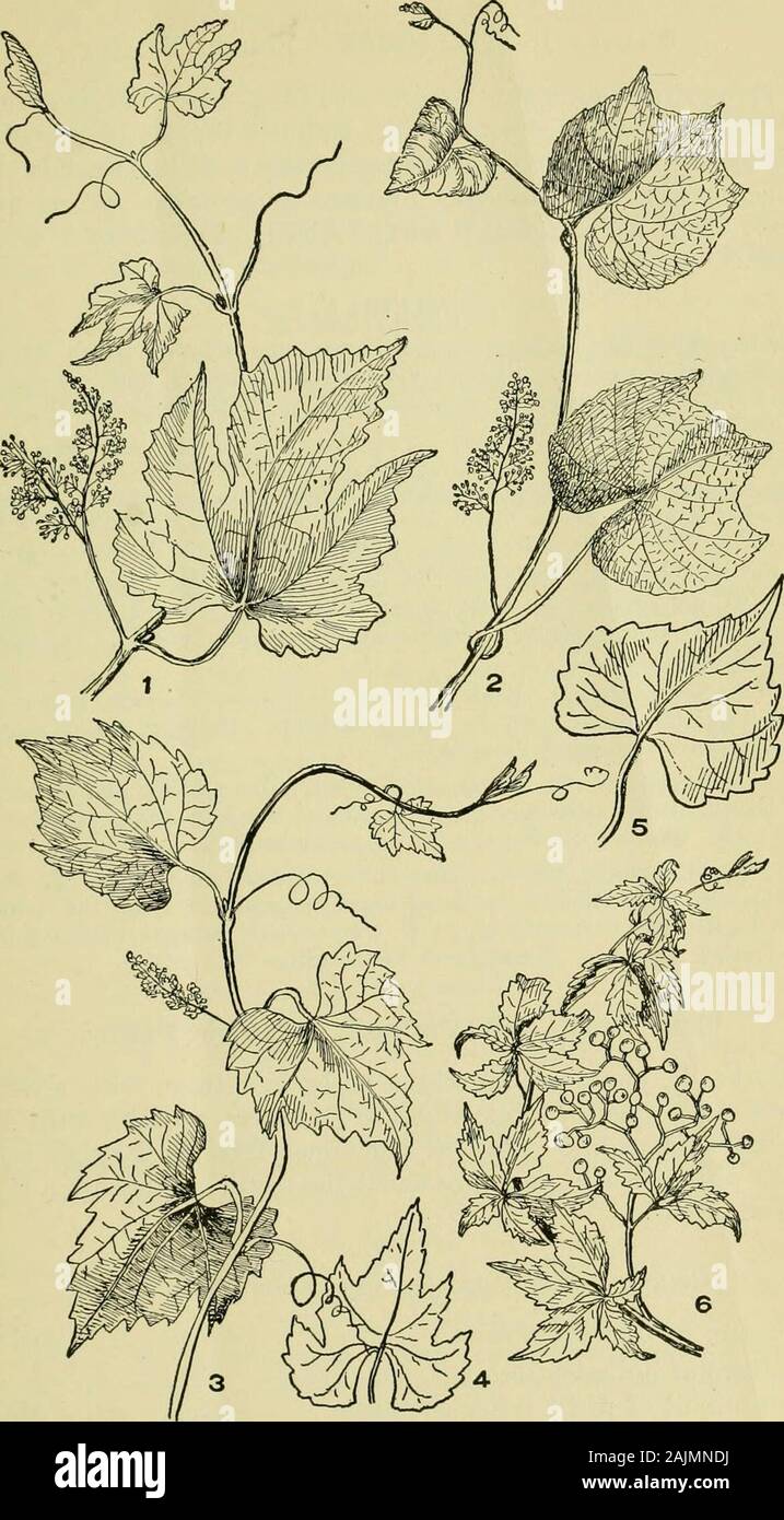 An illustrated guide to the flowering plants of the middle Atlantic and New England states (excepting the grasses and sedges) the descriptive text written in familiar language . other species. 5. V. cordifolia, Michx. (Fig. 5, pi. 94.) Frost Grape. Leavescordate, not lobed or only slightly so. Smooth and shining on both sides.Berries black, ripening after frosts. In thickets and along streams. 2. CISSUS, L. Climbing vinos, the tendrils being, in our species, terminated by ex-panding tips wliich adhere to supporting surfaces. Flowers much likethose of Vitis but in more expanding clusters. C. Am Stock Photo