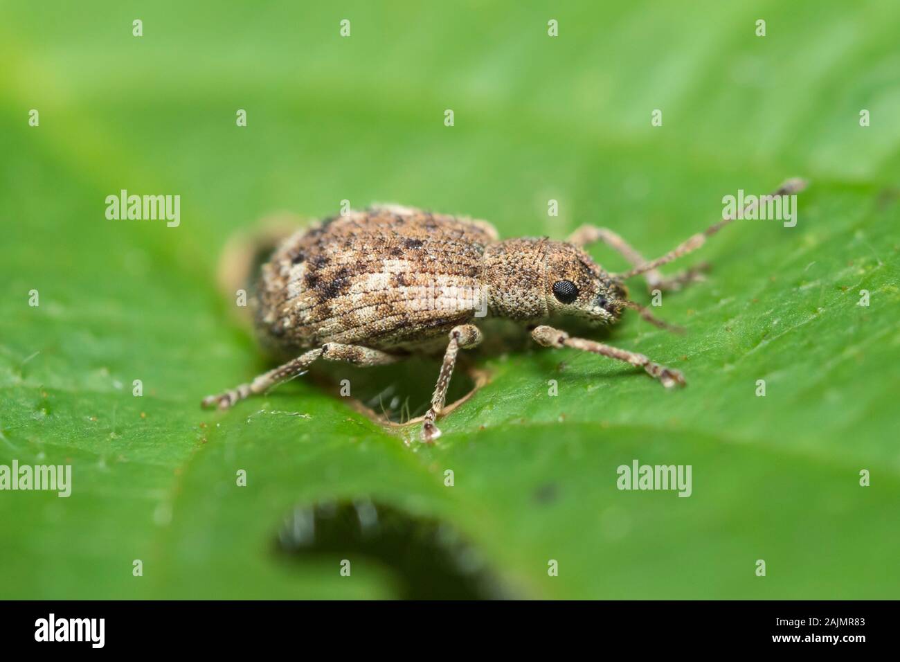 An Oriental Broad-nosed Weevil (Pseudoedophrys hilleri) feeds on a leaf. Stock Photo