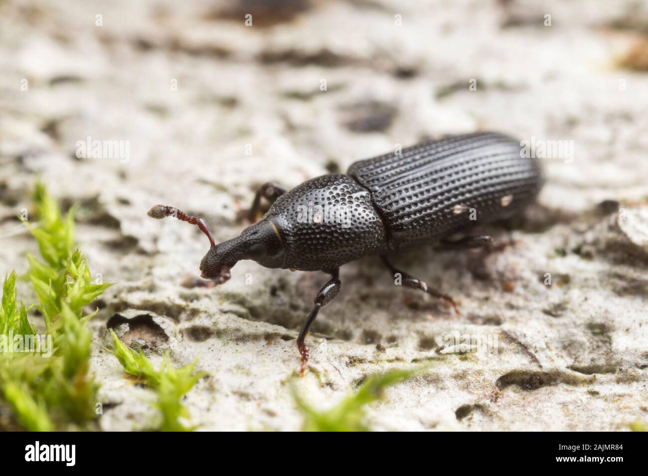 A weevil (Cossonus corticola) explores the surface of a decaying log. Stock Photo