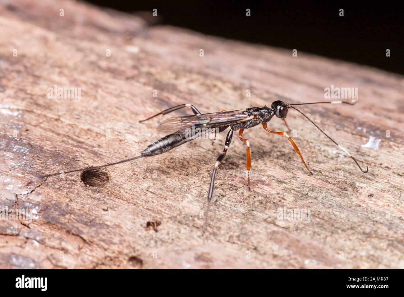 A female Ichneumonid Wasp (Xorides sp.) perches on a dead tree Stock ...