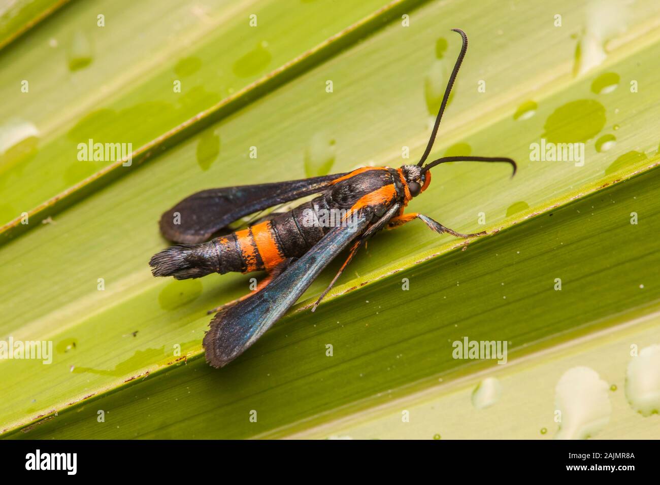 Clearwing Moth (Synanthedon alleri) Stock Photo