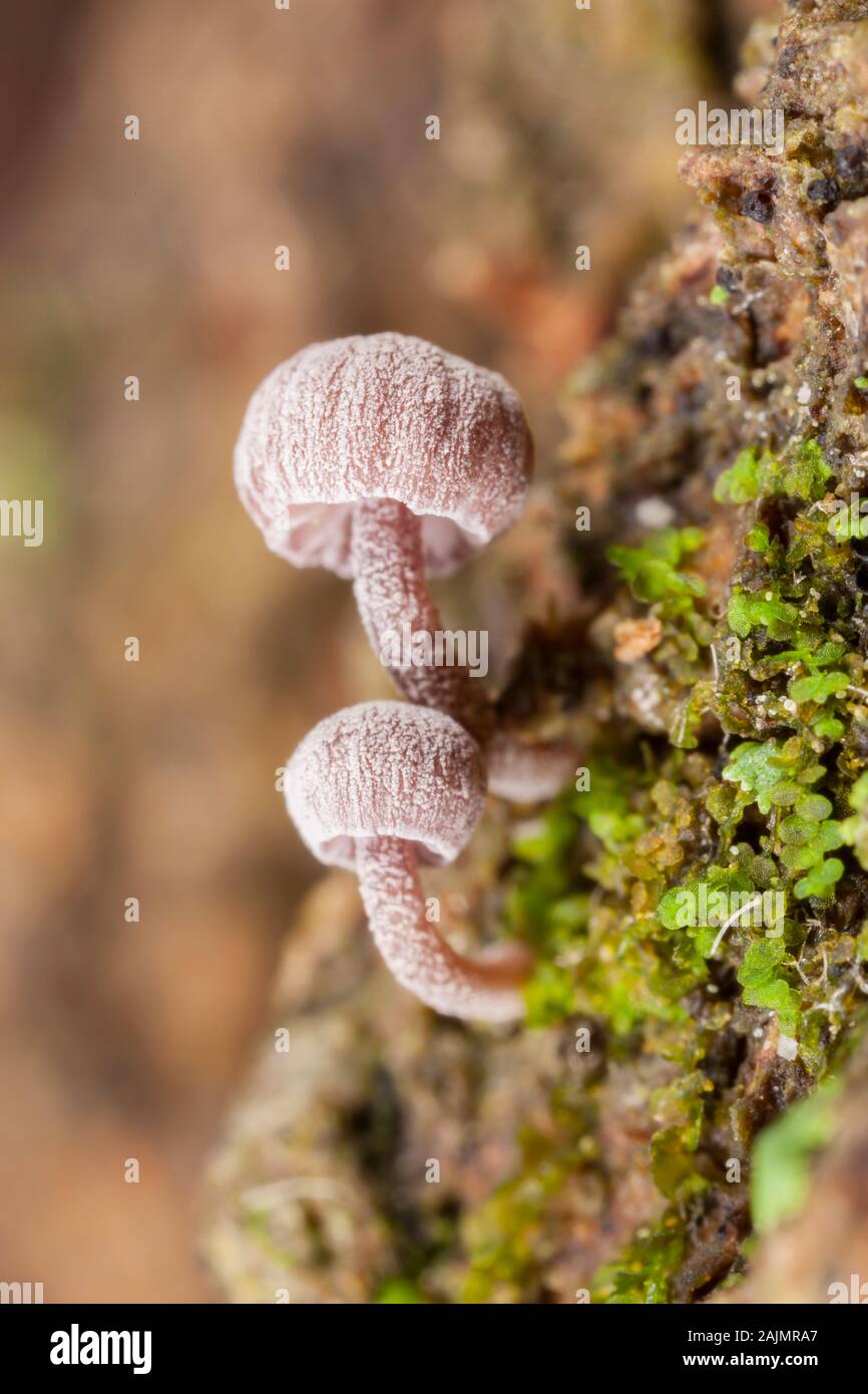 Tiny Mycena corticola mushrooms growing on the bark of tree. Stock Photo
