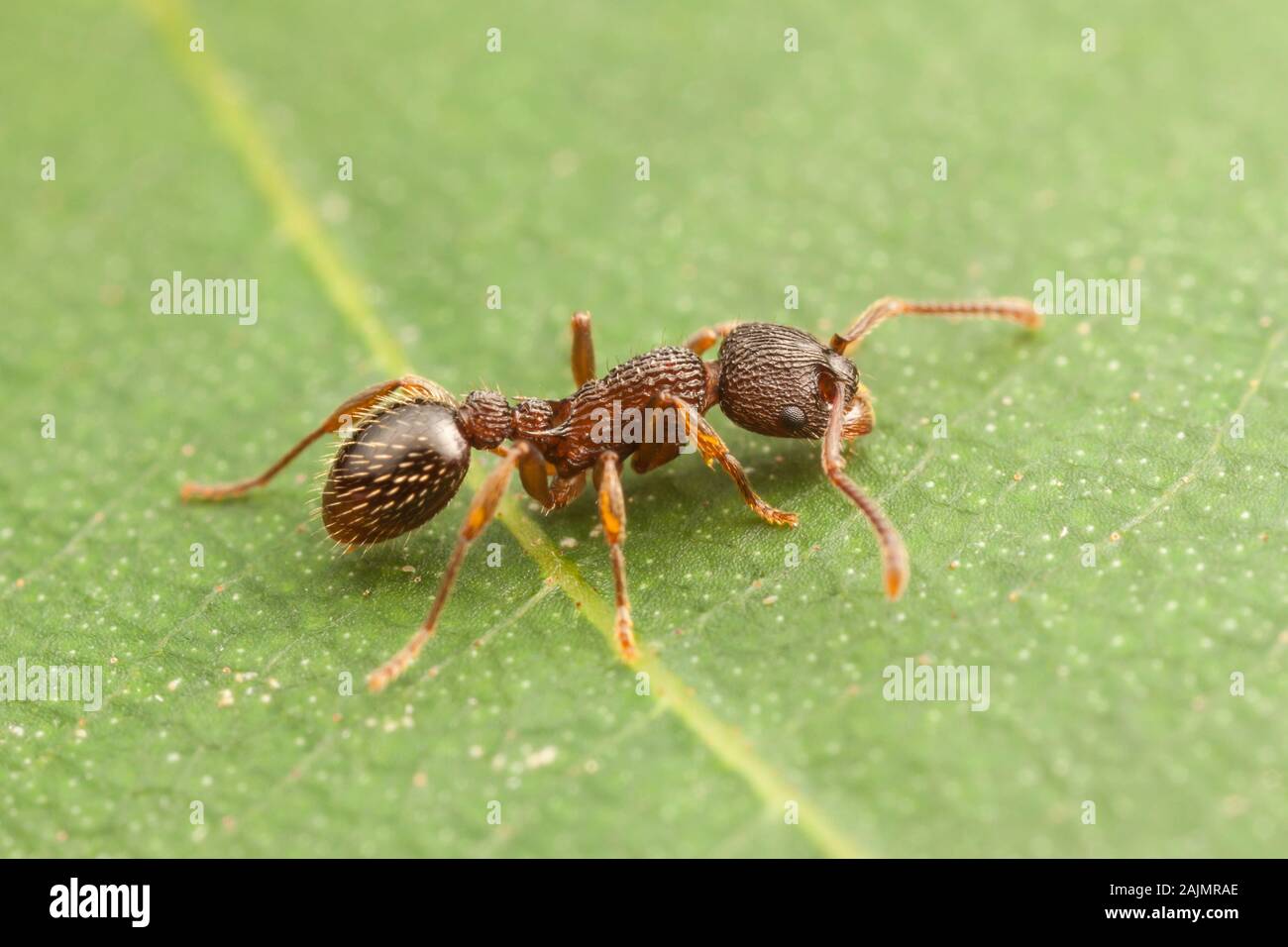 A Myrmicine Ant (Myrmica detritinodis)) explores the surface of a leaf. Stock Photo
