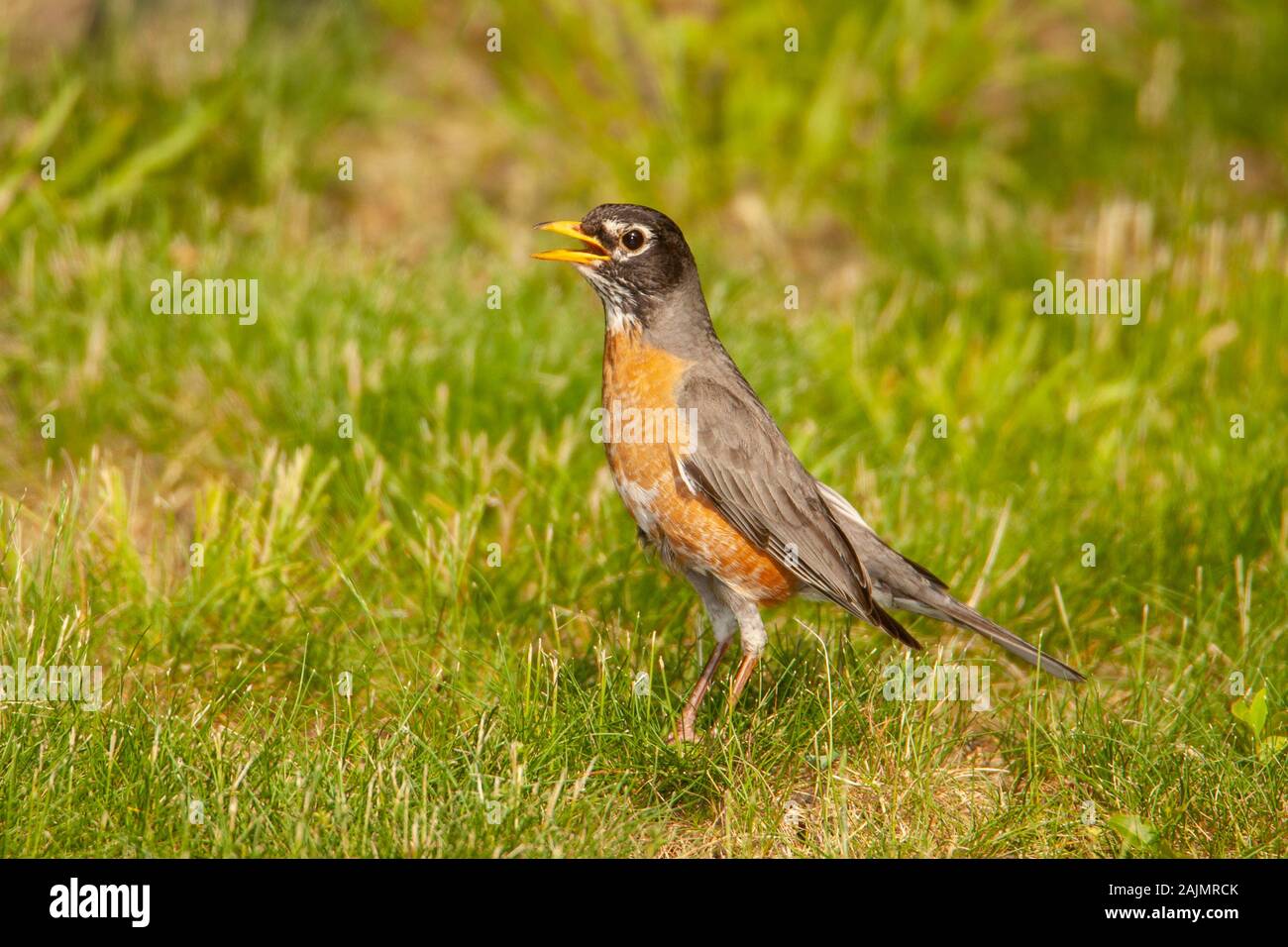 An American Robin (Turdus migratorius) forages on a suburban lawn. Stock Photo