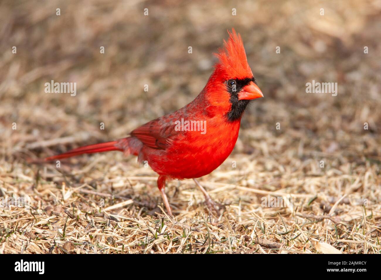 A male Northern Cardinal (Cardinalis cardinalis) perches on the ground in a suburban backyard. Stock Photo