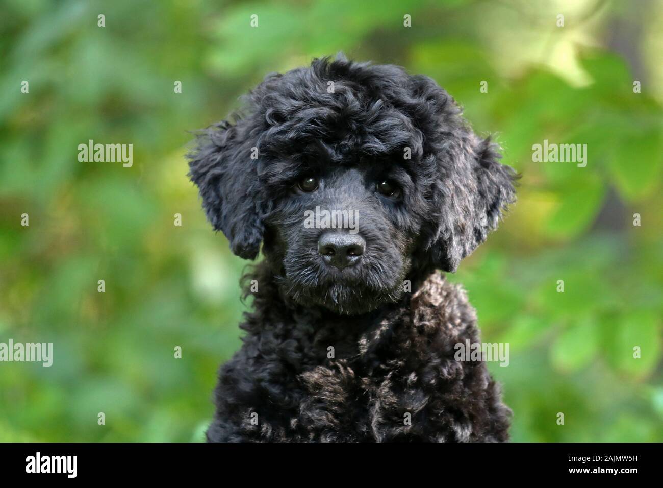 A Young Black Portuguese Water Dog With A Curly Coat Looking At The Camera Close Up On The Face Stock Photo Alamy