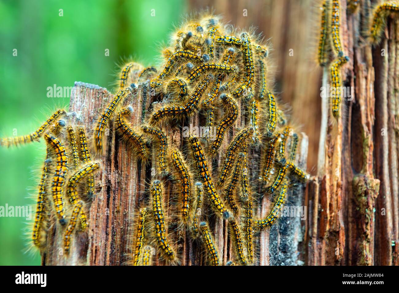 Tent Caterpillars Clustered on a Tree Stump Stock Photo Alamy