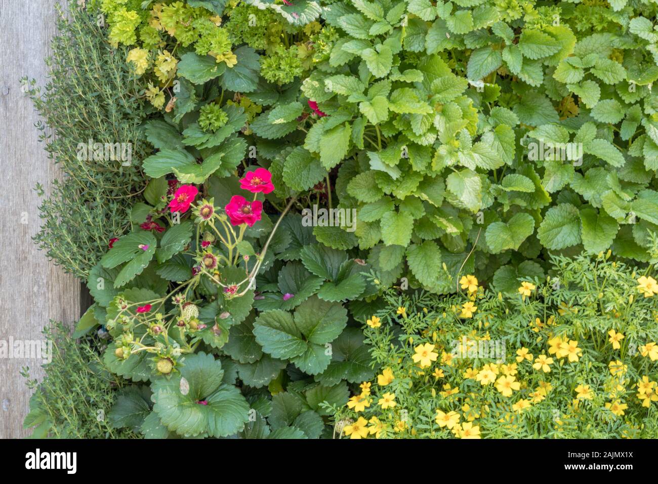 Vertical garden containing vibrant green annuals and flowering plants.  Alternative gardening concept. Stock Photo