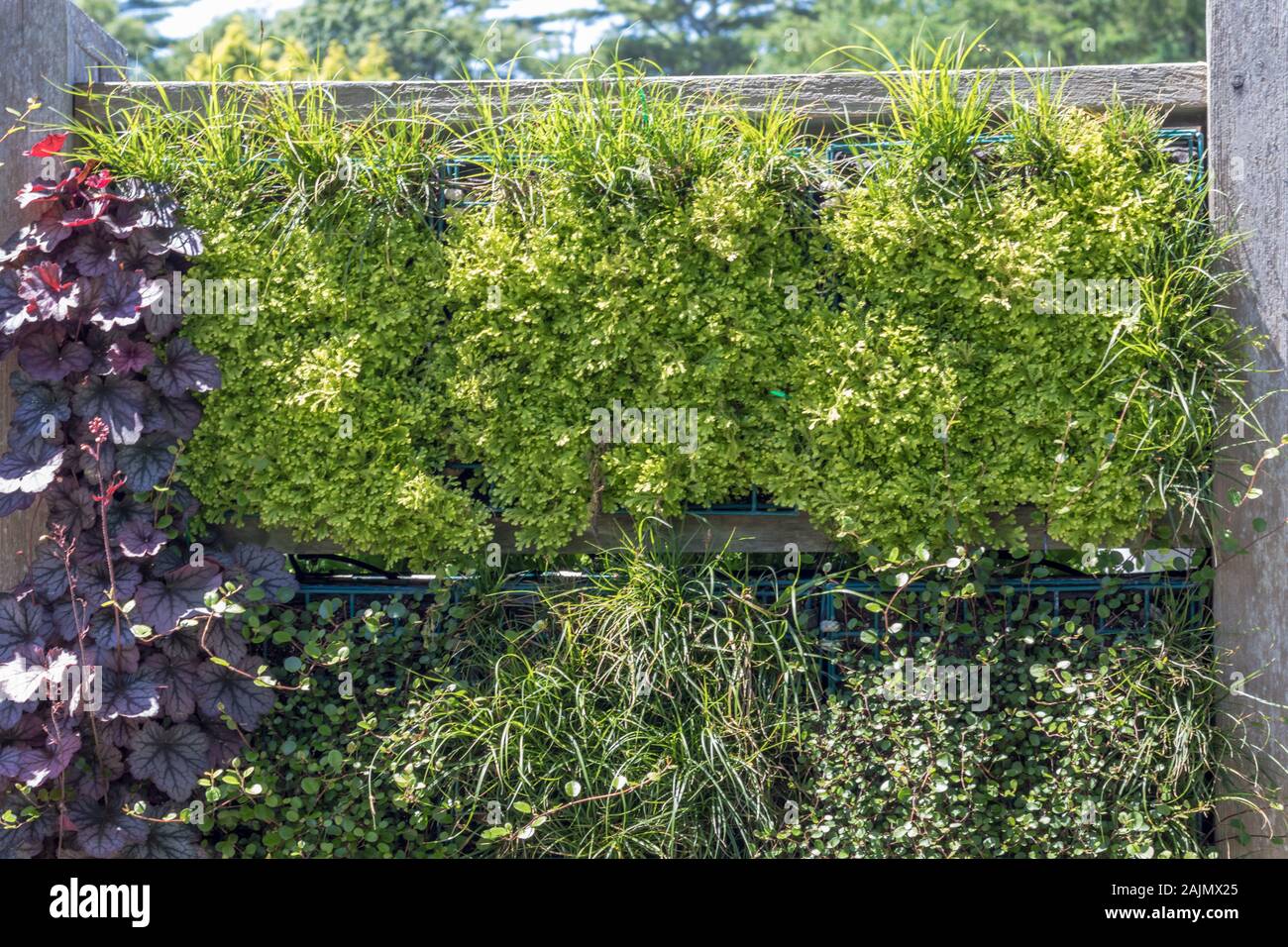 Vertical garden containing vibrant green annuals and flowering plants.  Alternative gardening concept. Stock Photo