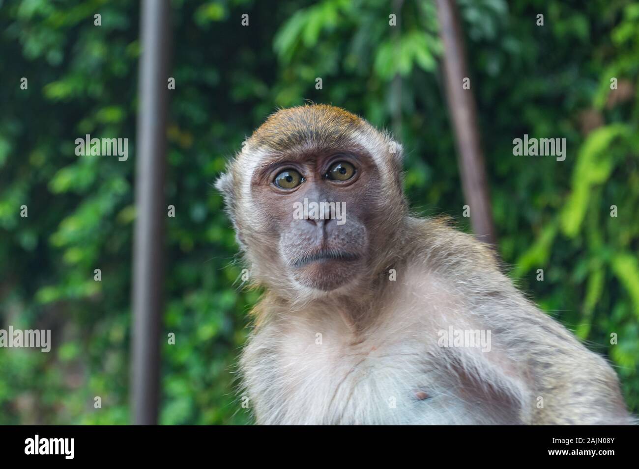 Malaysian Macaque at the Batu Caves in Selangor Malaysia Stock Photo