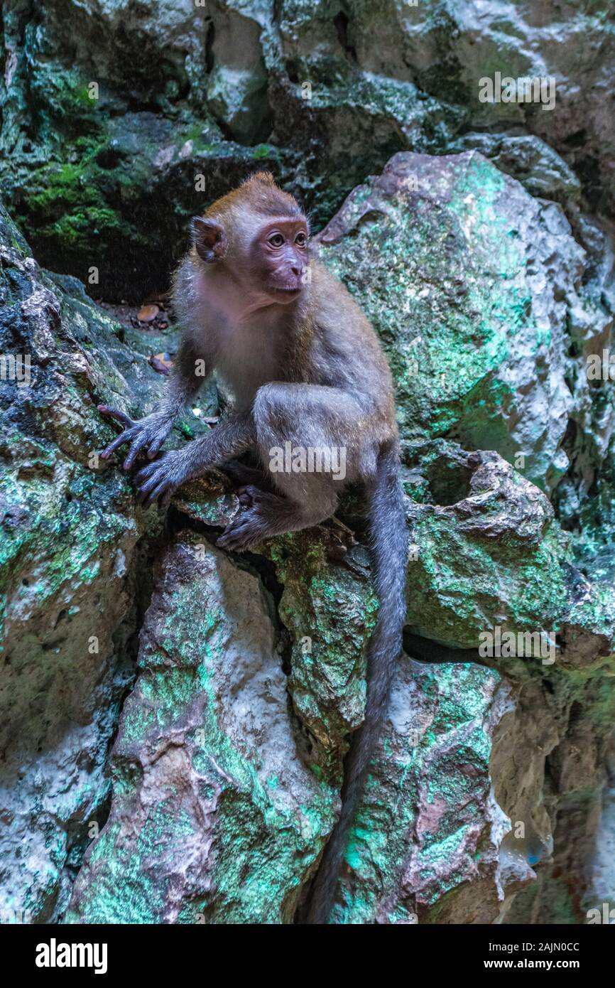 Malaysian Macaque at the Batu Caves in Selangor Malaysia Stock Photo