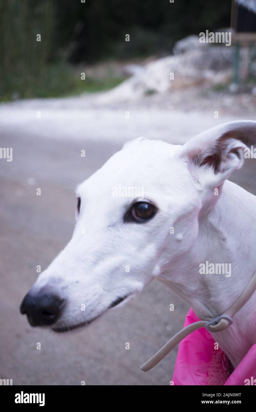 white greyhound puppy