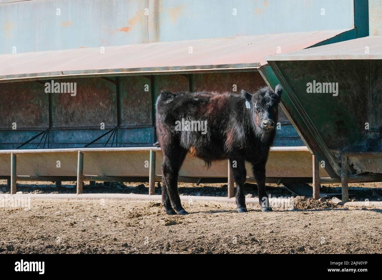 Black steer with ear tag in front of cattle feeder on a large central