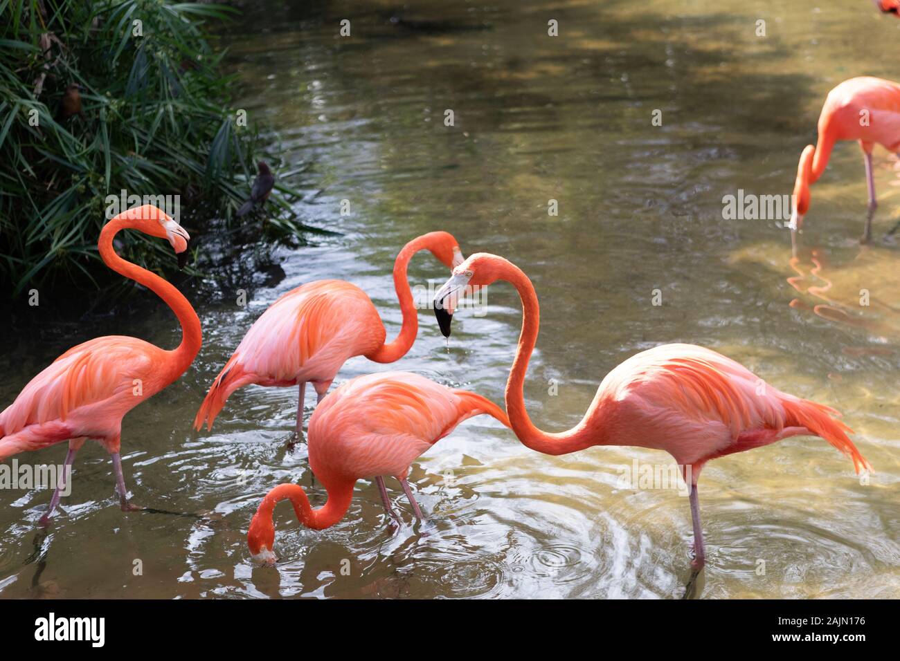 Gatorland, Orlando, Florida Stock Photo