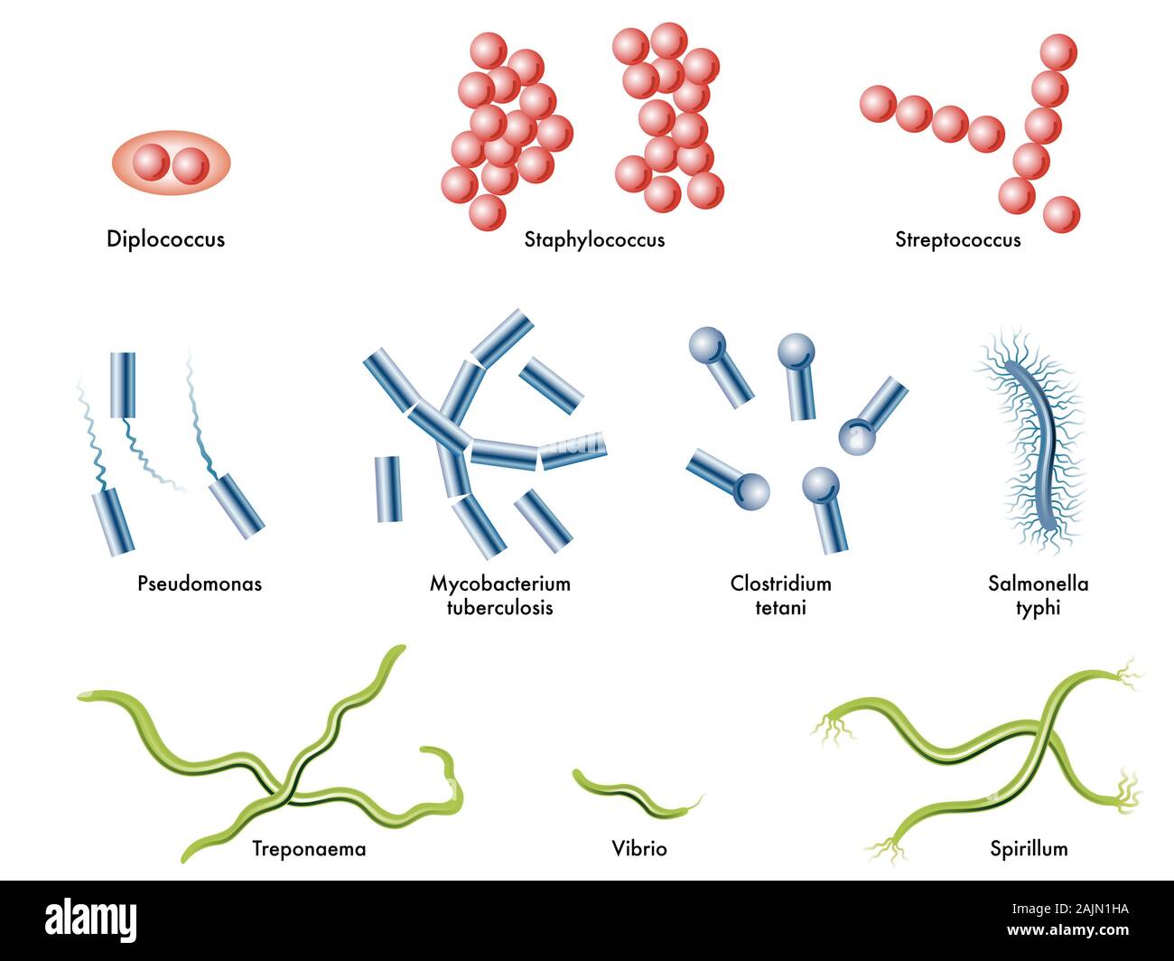 Medical illustration of some types of bacteria. Stock Photo