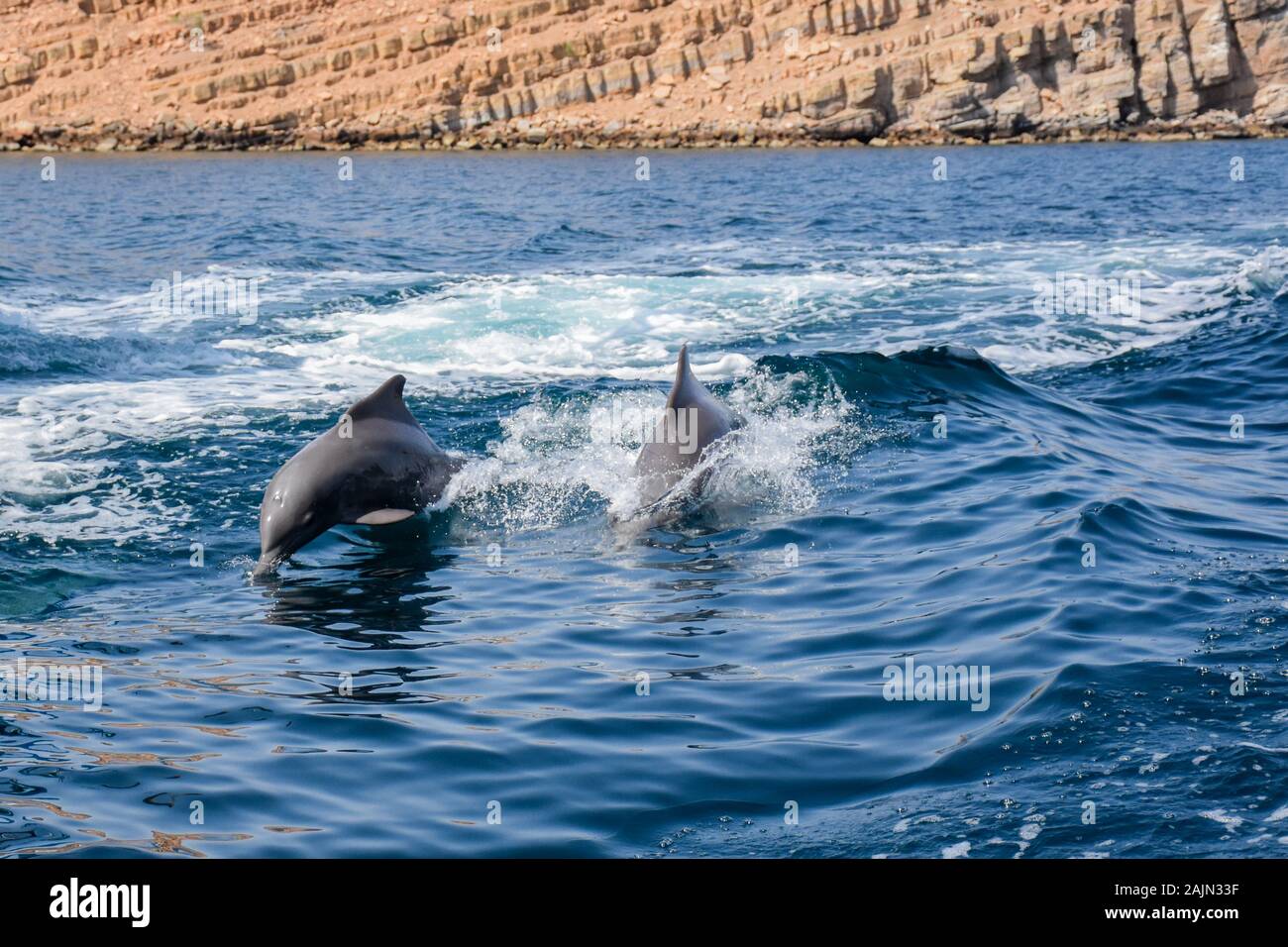 Playful dolphins in Musandam, Oman Stock Photo