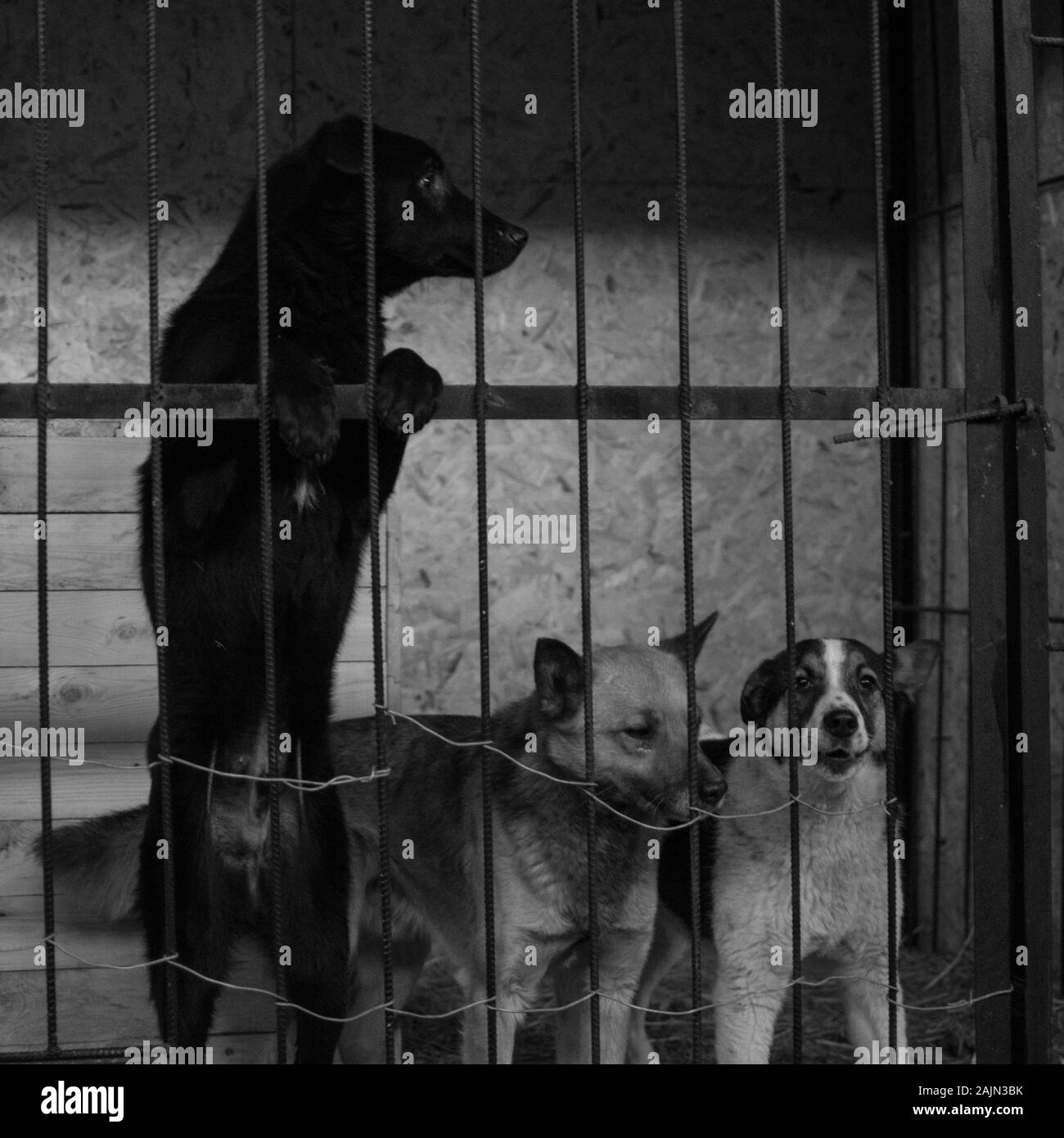 Dogs in a Kernel at a Dog Shelter during Winter in Astana, Kazakhstan