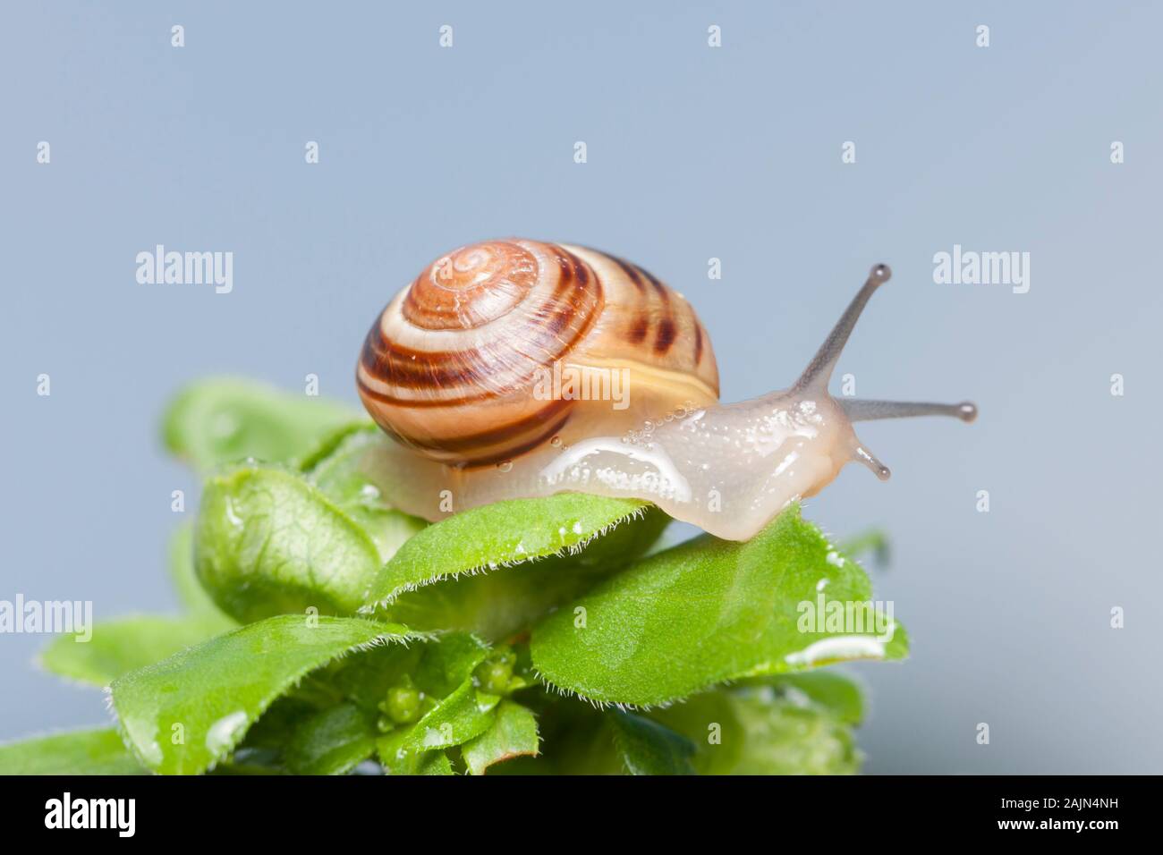 Grove Snail (Cepaea nemoralis) Stock Photo