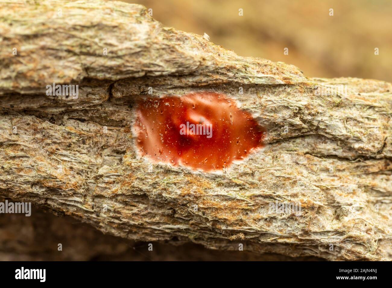 Spiders with eggs hi-res stock photography and images - Alamy