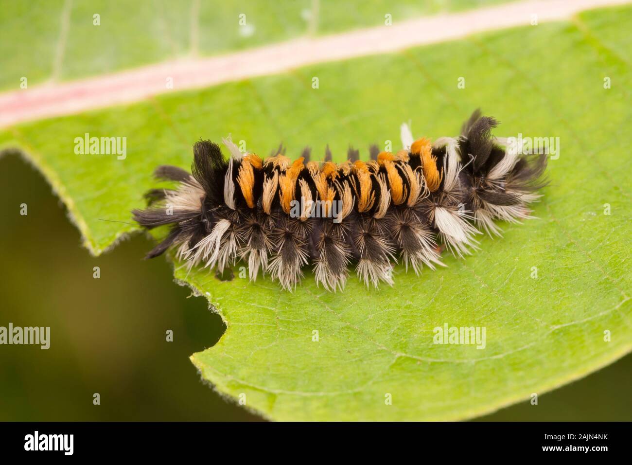 Milkweed Tussock Moth (Euchaetes egle) Stock Photo