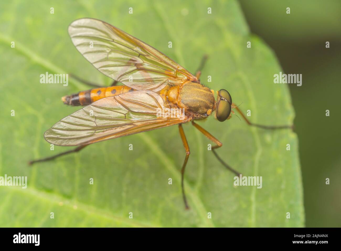 Marsh Snipe Fly (Rhagio tringarius) - Male Stock Photo