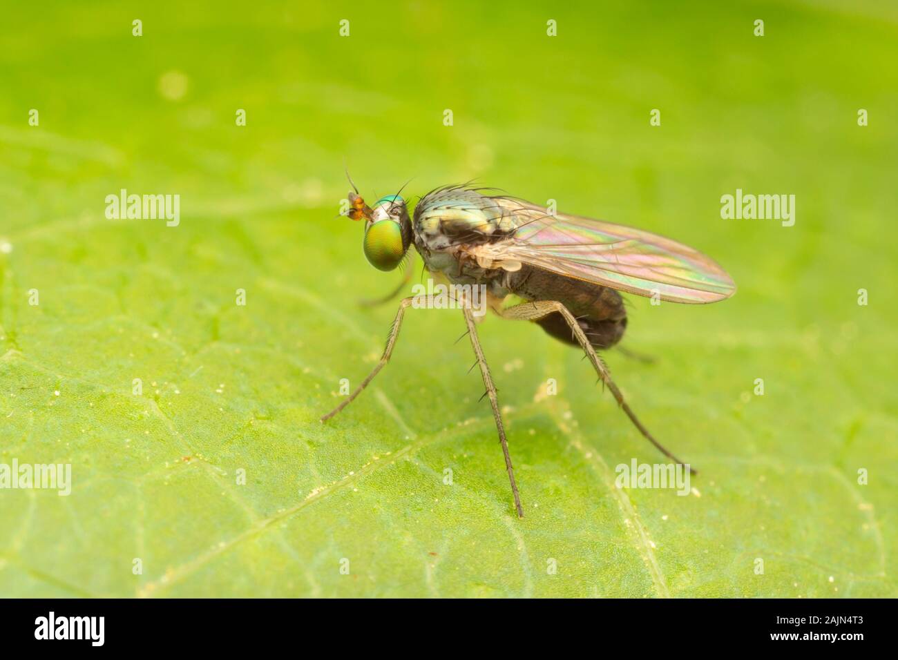 Long-legged Fly (Gymnopternus sp.) Stock Photo